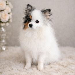 Maisey - Pomeranian