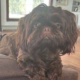 Poppy - Shih Tzu