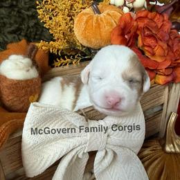 Mochi - Sable and white female American Corgi puppy in Paxton, Illinois from McGovern Family Corgis