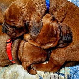 Redbone Coonhound Puppies from Dark Trail Redbones