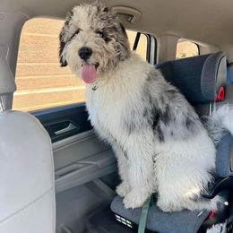 Bernedoodle and Goldendoodle Puppies from A.N.A. Doodles