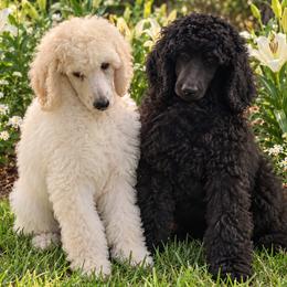 Poodle puppies from Grace Haven Poodles