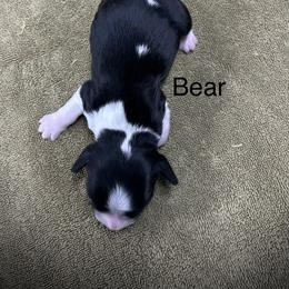 Bear - Black and white male English Springer Spaniel puppy in Clear Lake, South Dakota from Coteau Springers