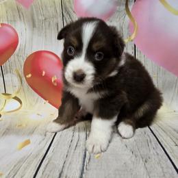 Girl6 - Red tri-color female Australian Shepherd puppy in Lakeland, Florida from Diamond P Australian Shepherds