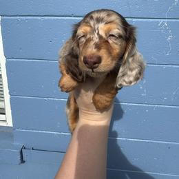 Dachshund Puppies from EntityDachs