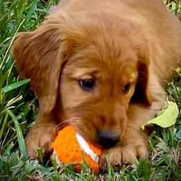 Golden Retriever Puppies from Rowan Retrievers