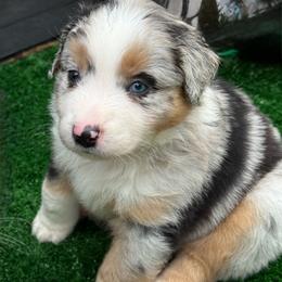 Superduty - Blue merle male Miniature Australian Shepherd puppy in Lowgap, North Carolina from Ramblin’ Rose Mini's