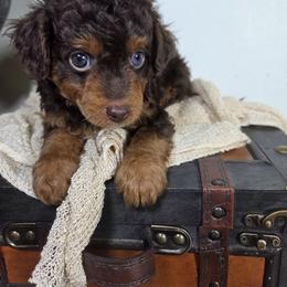 Aussiedoodle Puppies from The Cuddly Dood Ranch