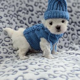 Maltese Puppies from Bratpackbabydolls