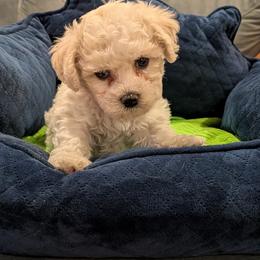 Chip - White male Bichon Frise puppy in Manassas, Virginia from Jawoofski's Bichons