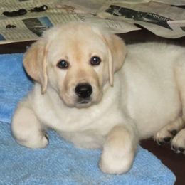 Labrador Retriever Puppies from Sandia Labradors