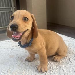 Blue Boy - Cream male Dachshund puppy in Buckeye, Arizona from AZ Dachshund Proud