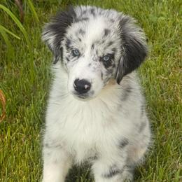 Captain - Blue merle male Miniature Australian Shepherd puppy in Alexandria, Virginia from Fairfax Aussies