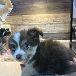 Whiskey - Miniature Australian Shepherd