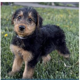 Yellow Collared Female - Black and tan female Airedale Terrier puppy in Marshallville, Ohio from Anne's Pups
