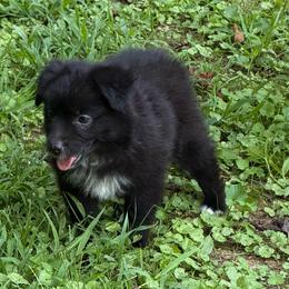 Miracle - Black & white female Miniature Australian Shepherd puppy in Patterson, North Carolina from DreamLine Aussies