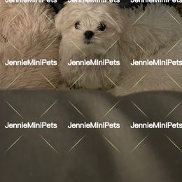 Maltese Puppies from JennieMiniPets