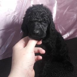 Chihuahua and Poodle Puppies from October Glory Standard Poodles