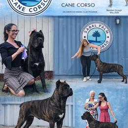 Cane Corso puppies from Sabal Palm Cane Corso