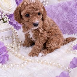 Layla - Red  female Poodle puppy in Naples, Florida from Paradise Paws