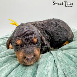 Sweet Tater - Phantom female Bernedoodle puppy in Sunman, Indiana from Brunsman Country Doodles LLC