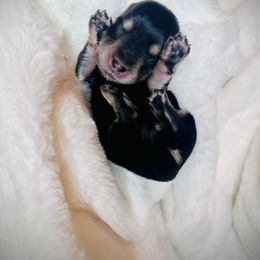 Maverick Dane - Black and cream male Dachshund puppy in Virginia from Pretty Paws