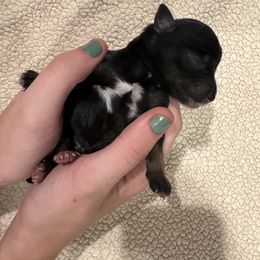 Peter - Black and silver male Miniature Schnauzer puppy in Crestview, Florida from 850Schnauzers