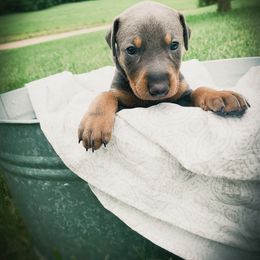 Doberman Pinscher Puppies from Ranchers Companion Doberman Kennel