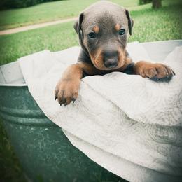 Doberman Pinscher Puppies from Ranchers Companion Doberman Kennel
