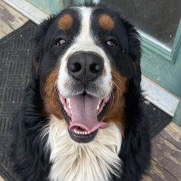 Germ - Bernese Mountain Dog