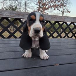 Roseanna - Black brown and white female Basset Hound puppy in Denison, Texas from Emma Lou's Baby Bassets