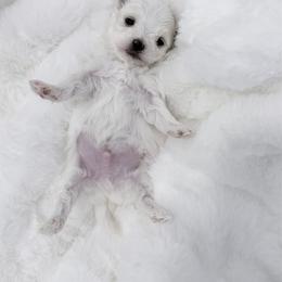 AKC - White Diamond - White male Maltese puppy in San Mateo, California from AKC Maltese California