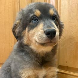 Iron Man - Red tri-color male Australian Shepherd puppy in East Hartford, Connecticut from CT Aussies