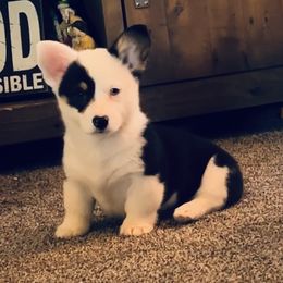 American Corgi and Pembroke Welsh Corgi Puppies from Beebe’s Corgis