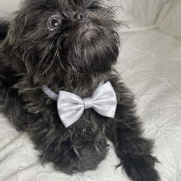 Denim - Blue male Shih Tzu puppy in Riverside, California from Be Dazzled Shihtzu