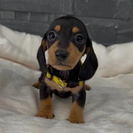 Daisy - Black and tan female Dachshund puppy in Goodyear, Arizona from AZ Royal Doxies llc