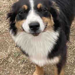 Sassy - Australian Shepherd