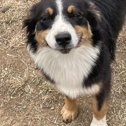 Sassy - Australian Shepherd