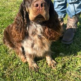 Maybelle - English Springer Spaniel