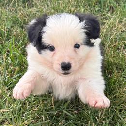 Briar - Black and white male Border Collie puppy in New Franklin, Ohio from Whipple Farms