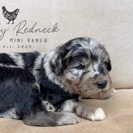 Aussiedoodle and Sarplaninac Puppies from Pesky Redneck Mini Ranch