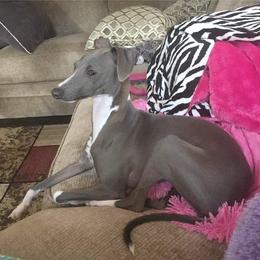 Ava - Italian Greyhound