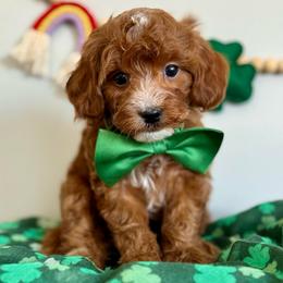 Red - Red  male Goldendoodle puppy in Hesperia, Michigan from Red Acres Poodles & Doodles