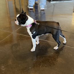 Boston Terriers and Boxers from Shotgun Pups