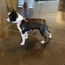Boston Terriers and Boxers from Shotgun Pups