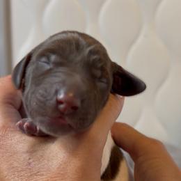 Strawberry moon - Liver and white female German Shorthaired Pointer puppy in San Antonio, Texas from Alvarado Farm Kennels, LLC