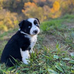 BTM - blue collar - Black tri male Miniature Australian Shepherd puppy in Stuart, Virginia from Apple Tree Mini Aussies