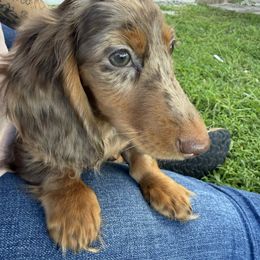 Chocolate Dapple Ready to Go - Dapple female Dachshund puppy in Cutler Bay, Florida from Dadecounty’s Dachshunds