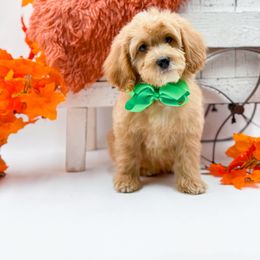 Chief - Apricot male Goldendoodle puppy in Statesville, North Carolina from Doodle Babies