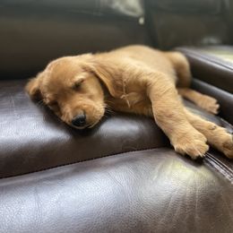 Golden Retriever Puppies from Charlottes Goldens